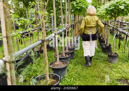 Jardinier entre arbres avec système d'irrigation dans la pépinière de la pépinière Banque D'Images