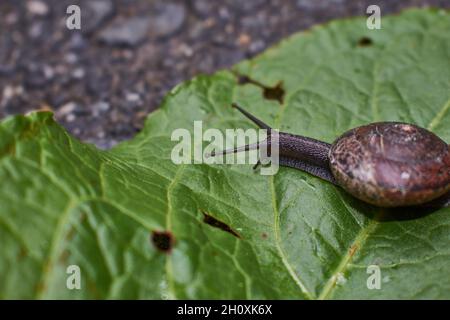 Gros plan d'un escargot sur une grande feuille verte Banque D'Images