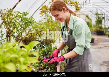 Bonne jeune femme prenant soin des fleurs et des plantes en serre Banque D'Images