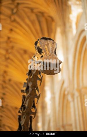 Tête et cou supérieur ou vertèbres cervicales.« Dippy ».Diplodocus carnegie, sauropode, dinosaure, révélant des dents en peigne, dentition, permettant l'anime Banque D'Images