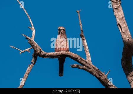 Un rouleau à couronne roufeuse, Coracias naevius naevius, qui perce sur un arbre.Botswana Banque D'Images