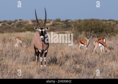 Portrait d'un gemsbok, Oryx gazella, debout, avec springboks, Antidorcas marsupialis,en arrière-plan.Botswana Banque D'Images