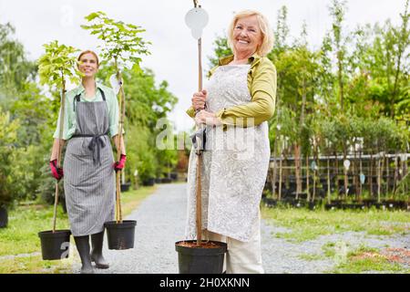 Deux jardinières portent de l'érable à billes pour la transplantation en pépinière Banque D'Images