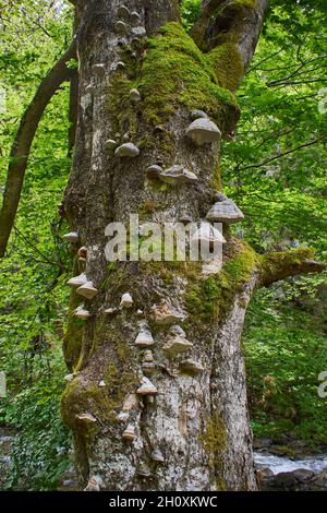 Mousse et herbe cultivées sur l'écorce d'un arbre Banque D'Images