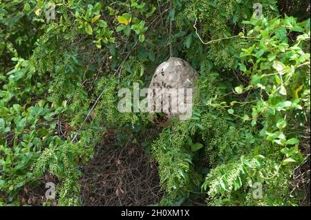 Wasps Nest, delta du Parana, Tigre, Buenos Aires, Argentine,Amérique du Sud Banque D'Images