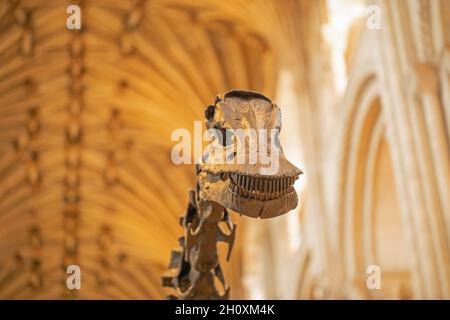 Tête et cou supérieur ou vertèbres cervicales.« Dippy ».Diplodocus carnegie, sauropode, dinosaure, révélant des dents ressemblant à des dents en peigne, dentition, permettant l'anime Banque D'Images