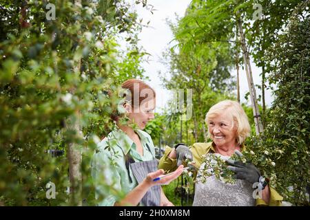Jeune femme en tant que stagiaire de jardinier et collègue plus âgé prenant soin des arbres dans la pépinière Banque D'Images