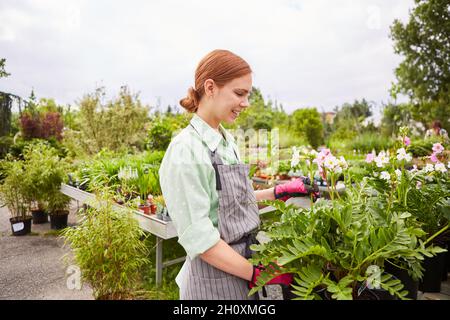 Jeune femme en tant que jardinier prenant soin des fleurs et des plantes dans le centre de jardin Banque D'Images