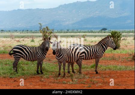 Un portrait de trois zèbres de Grant, Equus quagga boehmi.Parc national de Tsavo East, Kenya. Banque D'Images