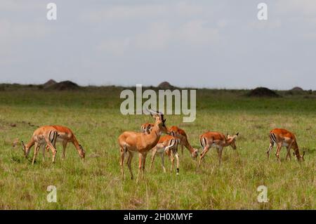 Un homme dominant, l'impala, Aepyceros melampus, avec son harem.Réserve nationale de Masai Mara, Kenya. Banque D'Images