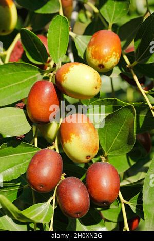 Fruits de jujube. Ziziphus jujuba. Banque D'Images