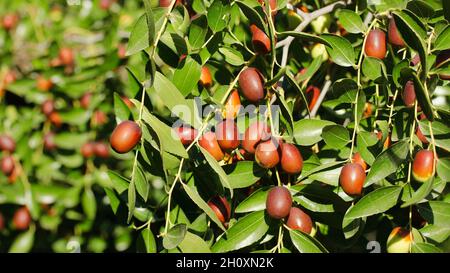 Fruits de jujube. Ziziphus jujuba. Banque D'Images