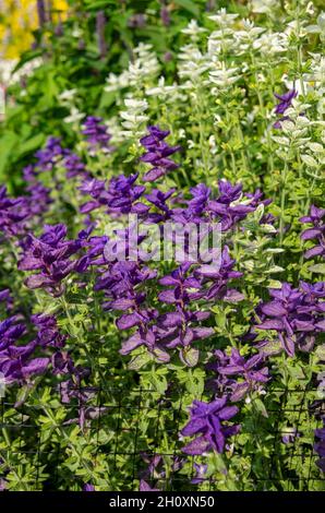 Gros plan des fleurs violettes et blanches de salvia horminum viridis clary sauge floraison en été Angleterre Royaume-Uni GB Grande-Bretagne Banque D'Images