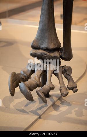 Membre de Pentadactyle.Pied avant gauche de “Dippy”.Diplodocus carnegie, sauropode, dinosaure, orteils, chiffres,Coulée de résine, appartenant au Musée d'Histoire naturelle, Banque D'Images