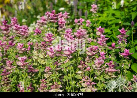 Gros plan des fleurs de floraison annuelles de sauge clary rose salvia horminum viridis en été Angleterre Royaume-Uni GB Grande-Bretagne Banque D'Images