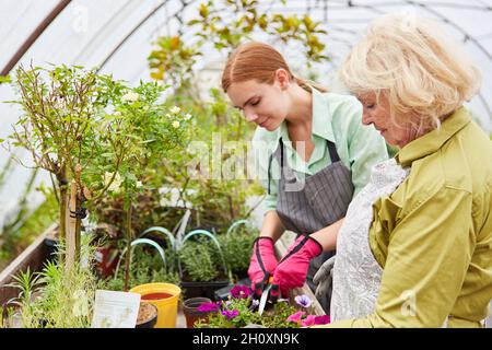 Jeune femme en tant que stagiaire de jardinier et fleuriste âgé s'occupant des plantes de la pépinière Banque D'Images