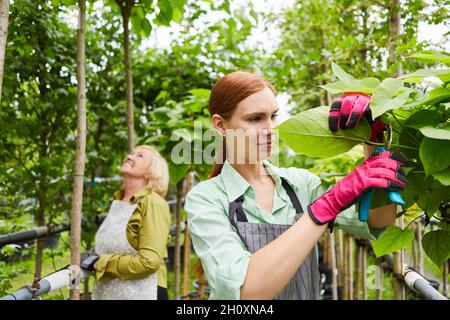 Jardinier stagiaire et collègue prenant soin des arbres et des plantes dans la pépinière Banque D'Images