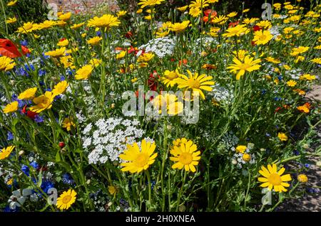 Gros plan de fleurs sauvages jaunes et blanches fleurs sauvages dans un jardin à la frontière en été Angleterre Royaume-Uni Grande-Bretagne Grande-Bretagne Banque D'Images
