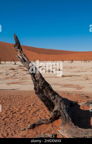 Épines de chameaux et dunes de sable rouge dans le Sossusvlei.Parc Namib Naukluft, désert Namib, Namibie. Banque D'Images