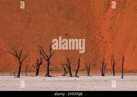 Épines de chameaux contre les dunes de sable rouge dans le Sossusvlei.Parc Namib Naukluft, désert Namib, Namibie. Banque D'Images