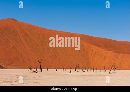 Épines de chameaux contre les dunes de sable rouge dans le Sossusvlei.Parc Namib Naukluft, désert Namib, Namibie. Banque D'Images