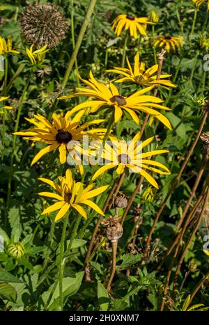 Gros plan des asteraceae jaune rudbeckia fleurs de coneflow dans le jardin d'été Angleterre Royaume-Uni Grande-Bretagne Banque D'Images