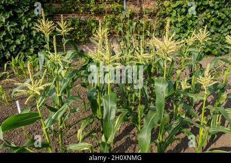 Plants de maïs sucré variété « Swft » poussant dans un potager en été Angleterre Royaume-Uni Grande-Bretagne Banque D'Images