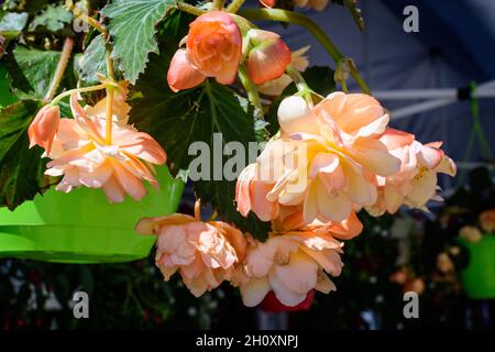 La begonia orange fleurit avec des feuilles vertes fraîches dans une marmite de jardin pendant un jour ensoleillé d'été, plantes à fleurs vivaces dans la famille des Begoniaceae, flor vif Banque D'Images