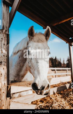 L'élevage et la sélection de gros animaux d'élevage dans une ferme - une chèvre et un cheval en agriculture sont des aides irremplaçables Banque D'Images