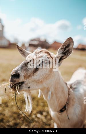 L'élevage et la sélection de gros animaux d'élevage dans une ferme - une chèvre et un cheval en agriculture sont des aides irremplaçables Banque D'Images