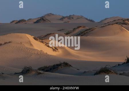 La lumière du soleil se reflète sur les dunes de sable ondulantes du désert du Namib.Skeleton Coast, Kunene, Namibie. Banque D'Images