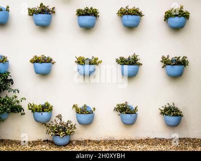 Plantes en pots d'argile bleue accrochées sur un mur blanc dans une maison de campagne près de la ville de Villa de Leyva, dans le centre de la Colombie. Banque D'Images