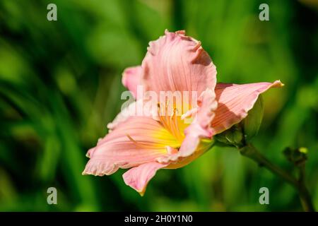 Vivid Hemerocallis Pink Playmate Daylily, Lilium ou Lily plante dans un jardin de style cottage britannique dans un beau jour d'été, magnifique arrière-plan extérieur Banque D'Images