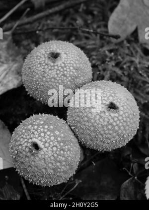 Photo monochromatique de trois champignons à tête de boule (Lycoperdon) qui se rapprochent les uns des autres en forêt Banque D'Images