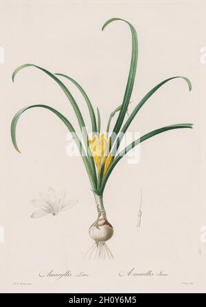 Les Liliacées : Amaryllis Lutes, 1802-1816.Henry Joseph Redoté (français, 1766-1853).Gravure en crépi et en trait, avec coloration à la main; Banque D'Images