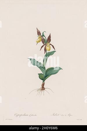 Les Liliacées : Cypripedium calceolus, 1802-1816.Henry Joseph Redoté (français, 1766-1853).Gravure en crépi et en trait, avec coloration à la main; Banque D'Images