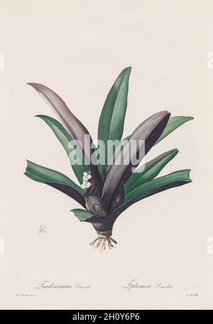 Les Liliacées: Tradescantia discolor, 1802-1816.Henry Joseph Redoté (français, 1766-1853).Gravure en crépi et en trait, avec coloration à la main; Banque D'Images