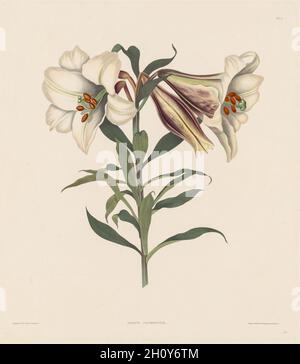 Une sélection de plantes hexandriennes appartenant à l'ordre naturel des Amaryllidae et des Liliacae : Lily japonaise, 1831-1832.Robert Havell (Grande-Bretagne, 1769-1832).Aquatint et gravure ; Banque D'Images