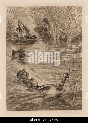 Canards en jeu, c.1870. Félix Bracquemond (français, 1833-1914).Gravure et point sec; feuille: 55.3 x 39.6 cm (21 3/4 x 15 9/16 in.); platemark: 33.8 x 24.4 cm (13 5/16 x 9 5/8 in.). Banque D'Images