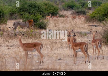 Un lion mâle, Panthera leo, trainant impalas, Aepyceros melampus.Parc national de Chobe, Kasane, Botswana. Banque D'Images