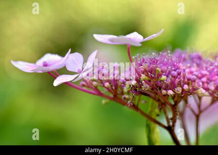 Belle fleur rose hortensia sur un arrière-plan hors foyer vert feuillu Banque D'Images