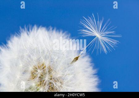 Graine de pissenlit unique laissant la tête de fleur sur fond bleu, concept de quitter la maison de se tenir dehors Banque D'Images