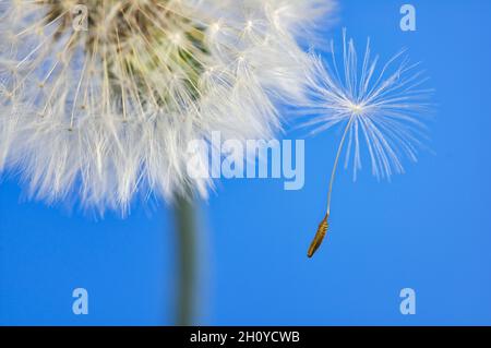 Graine de pissenlit unique laissant la tête de fleur sur fond bleu, concept de quitter la maison de se tenir dehors Banque D'Images