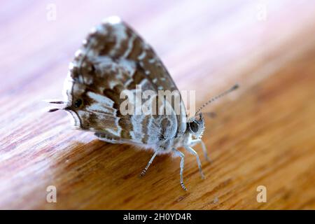 Hibou Butterfly, Caligo Memnon, reposant sur une corniche Banque D'Images