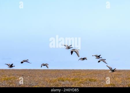 Southport, Merseyside UK Weather ; 15 octobre 2021 le froid vif commence la journée tandis que les habitants de la région se mettent à faire de légers exercices sur la promenade du front de mer, avec des oiseaux sauvages migrateurs en vol au-dessus de la réserve de marécages RSPB.Crédit; MediaWorldImages/AlamyLiveNews Banque D'Images