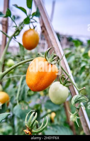 Les tomates fraîches sont cultivées dans la plantation.Les tomates sont prêtes à être récoltées dans la plantation. Les tomates rouges fraîches dans le jardin. Banque D'Images