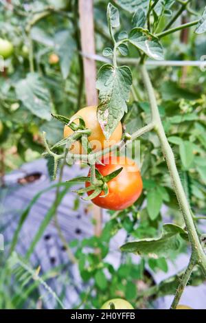 Les tomates fraîches sont cultivées dans la plantation.Les tomates sont prêtes à être récoltées dans la plantation. Les tomates rouges fraîches dans le jardin. Banque D'Images