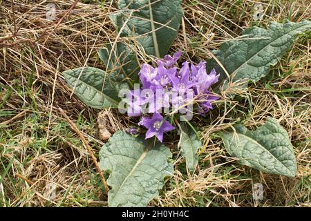 Mandragora autumnalis en fleur Banque D'Images