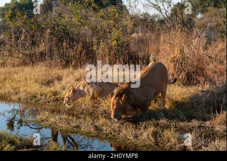 Une lionne et un lion, Panthera leo, accroupi à boire.Île Chief, réserve de gibier de Moremi, delta d'Okavango, Botswana. Banque D'Images