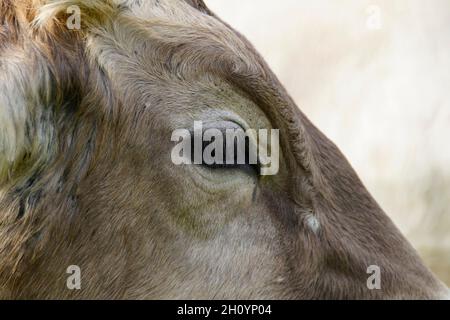 Une belle vache beige reposant sur le pâturage vert dans le village de Birkach (Allemagne) Banque D'Images